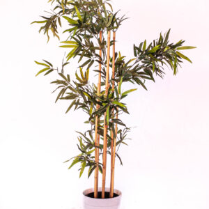 bamboe plant
