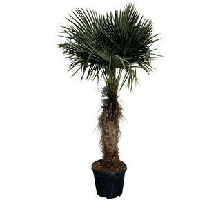Palmboom 250 cm