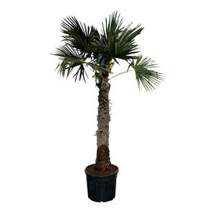 Palmboom 300 cm